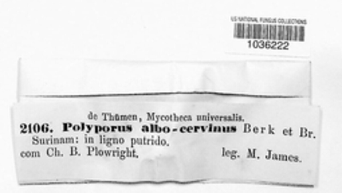 Polyporus albocervinus image